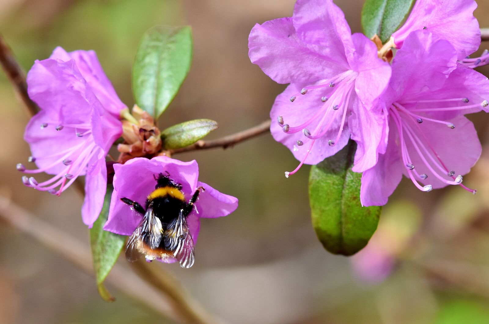 Nikon D7200 sample photo. Hummel, insect, pollination photography