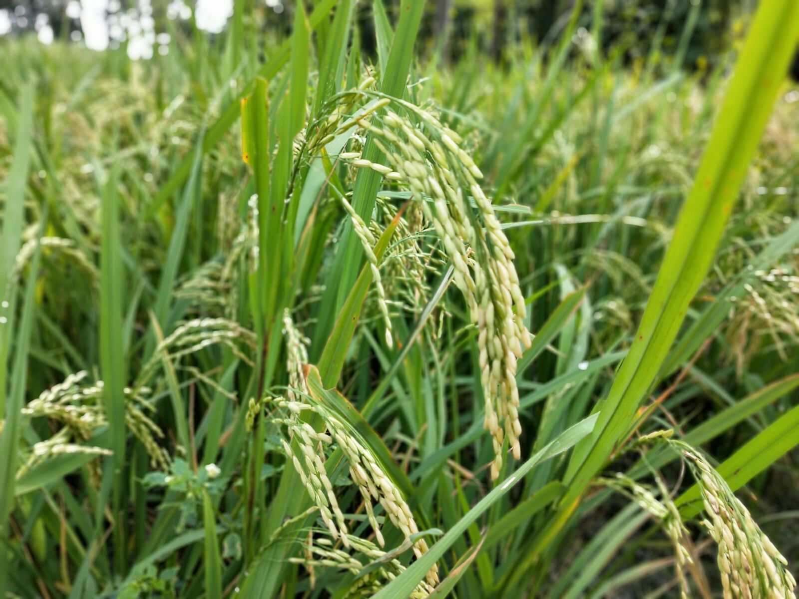 OPPO Realme 2 Pro sample photo. Organic rice, organic farm photography