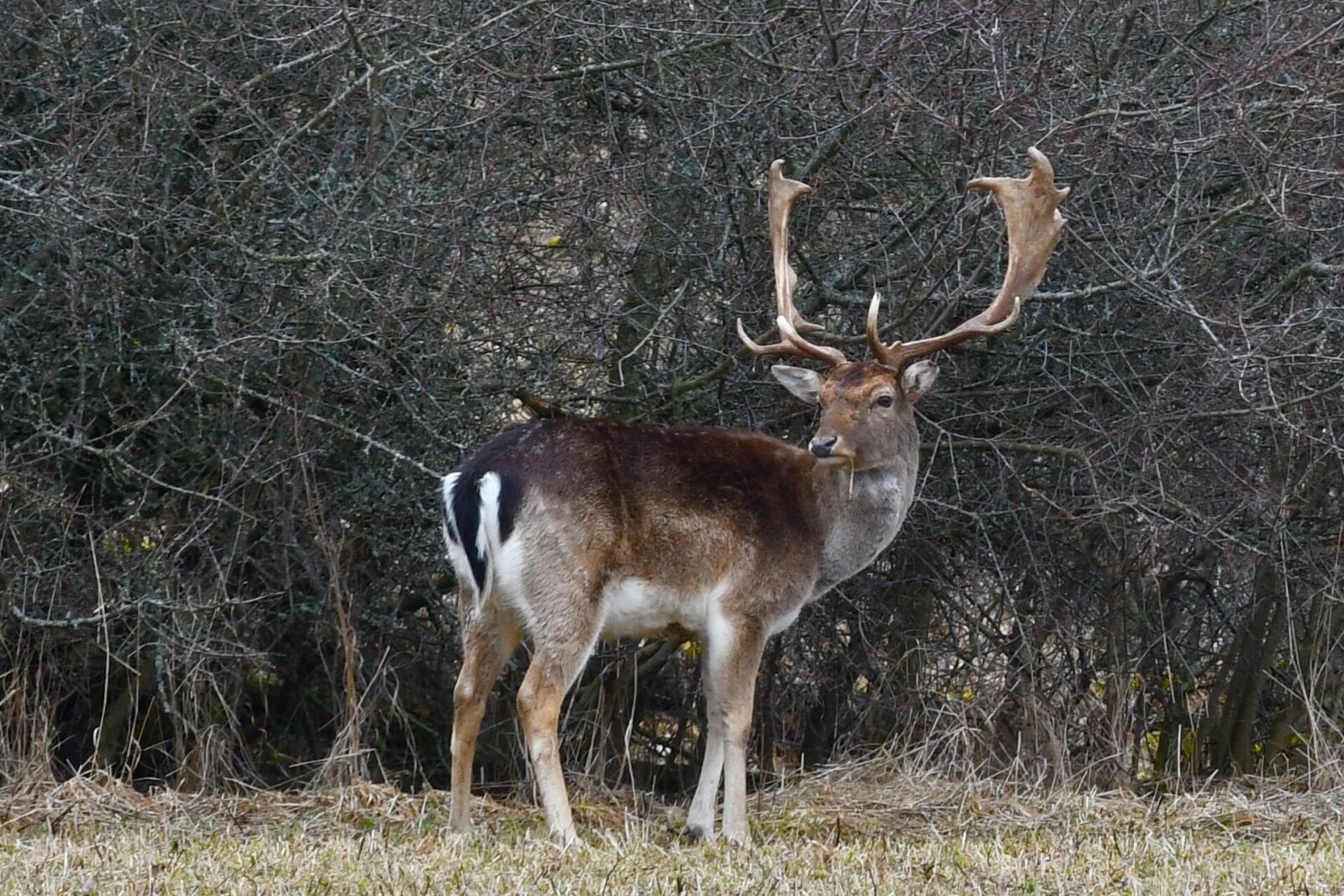Nikon D7500 sample photo. Deer, nature, deer antlers photography