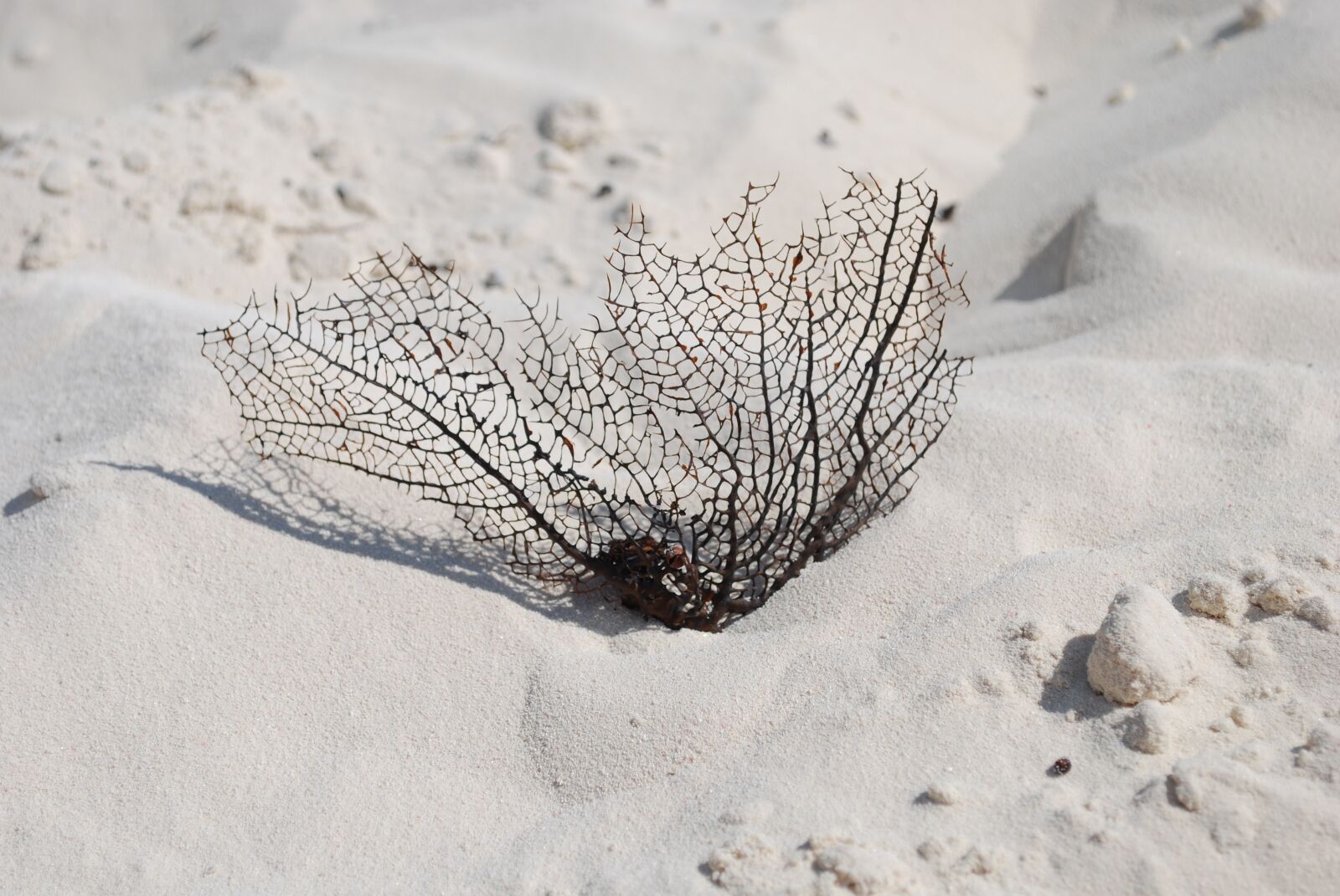 Nikon D60 sample photo. Sea fan, beach, ocean photography