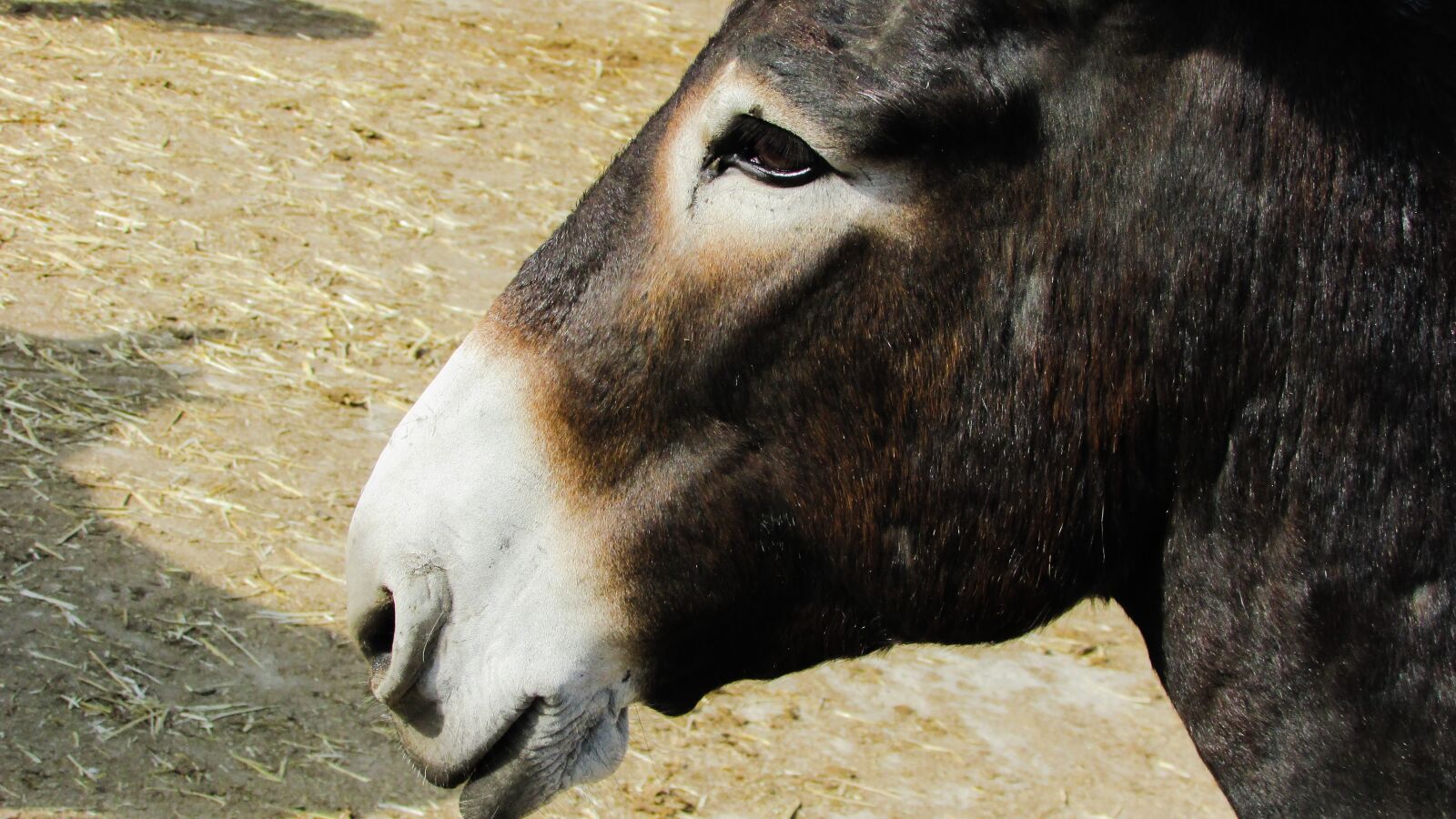 Canon PowerShot SX400 IS sample photo. Donkey, animal, portrait photography