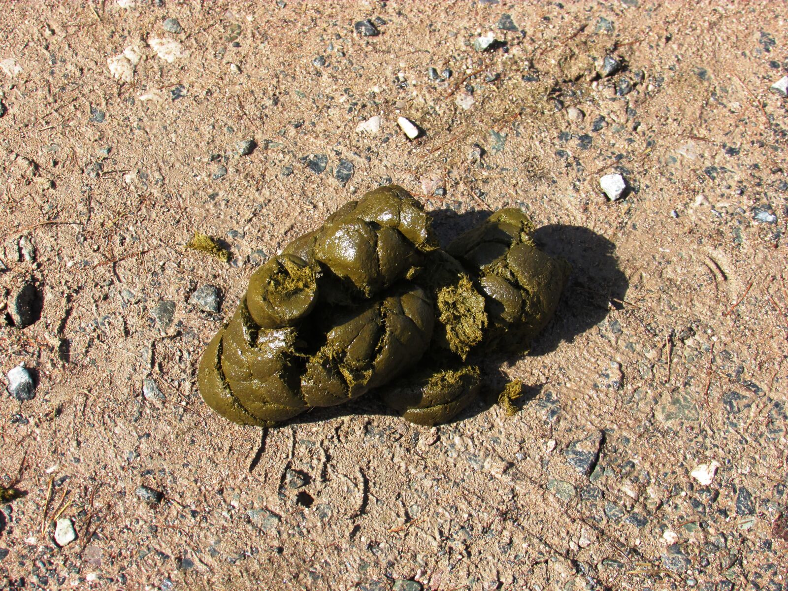 Canon PowerShot SX500 IS sample photo. Dung, manure, horse photography