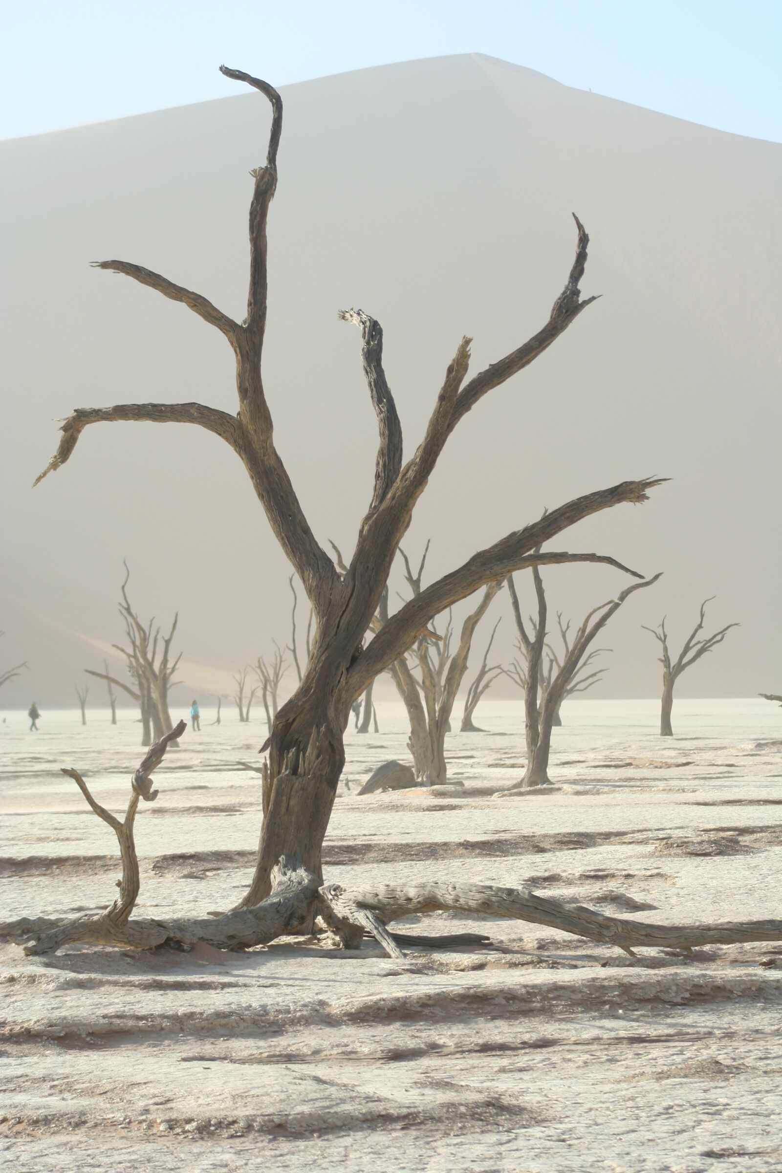 Canon EOS 350D (EOS Digital Rebel XT / EOS Kiss Digital N) sample photo. Tree, desert, namibia photography