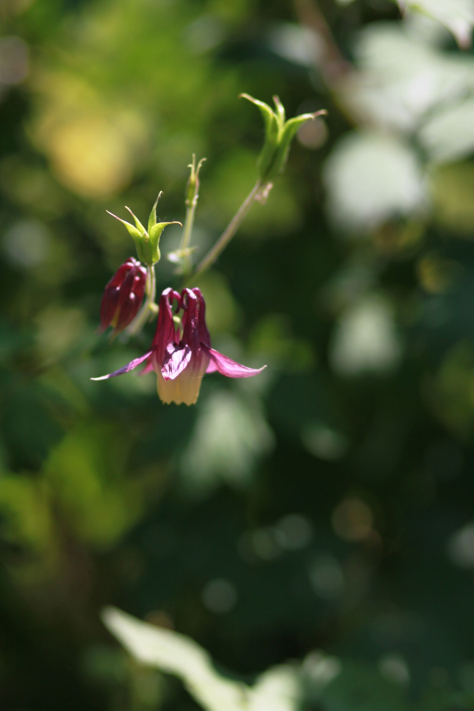 Canon EOS 500D (EOS Rebel T1i / EOS Kiss X3) sample photo. Nature, plants, flowers photography