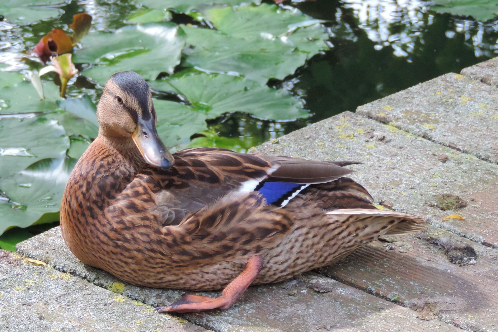 Nikon Coolpix P520 sample photo. Duck, mallard, nature photography