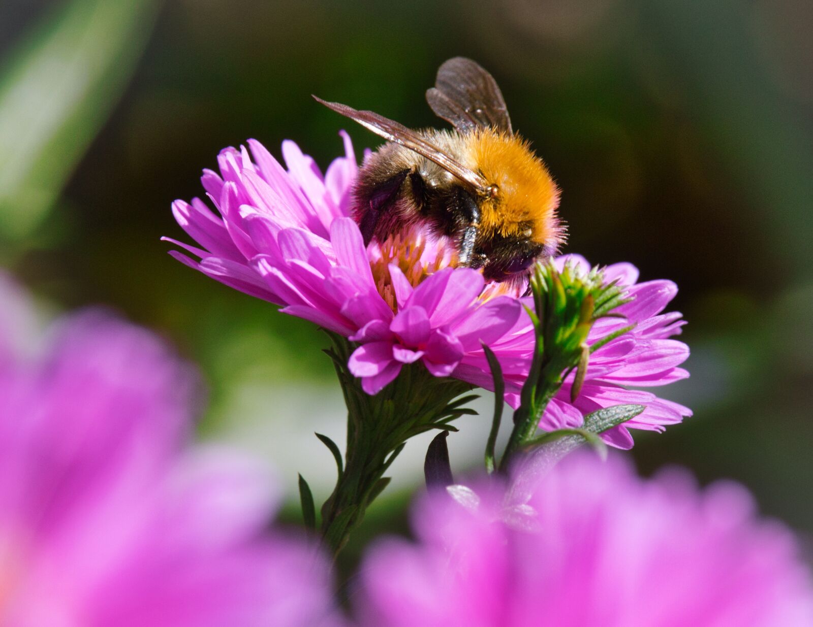 Canon EOS 200D (EOS Rebel SL2 / EOS Kiss X9) sample photo. Hummel, insect, aster photography