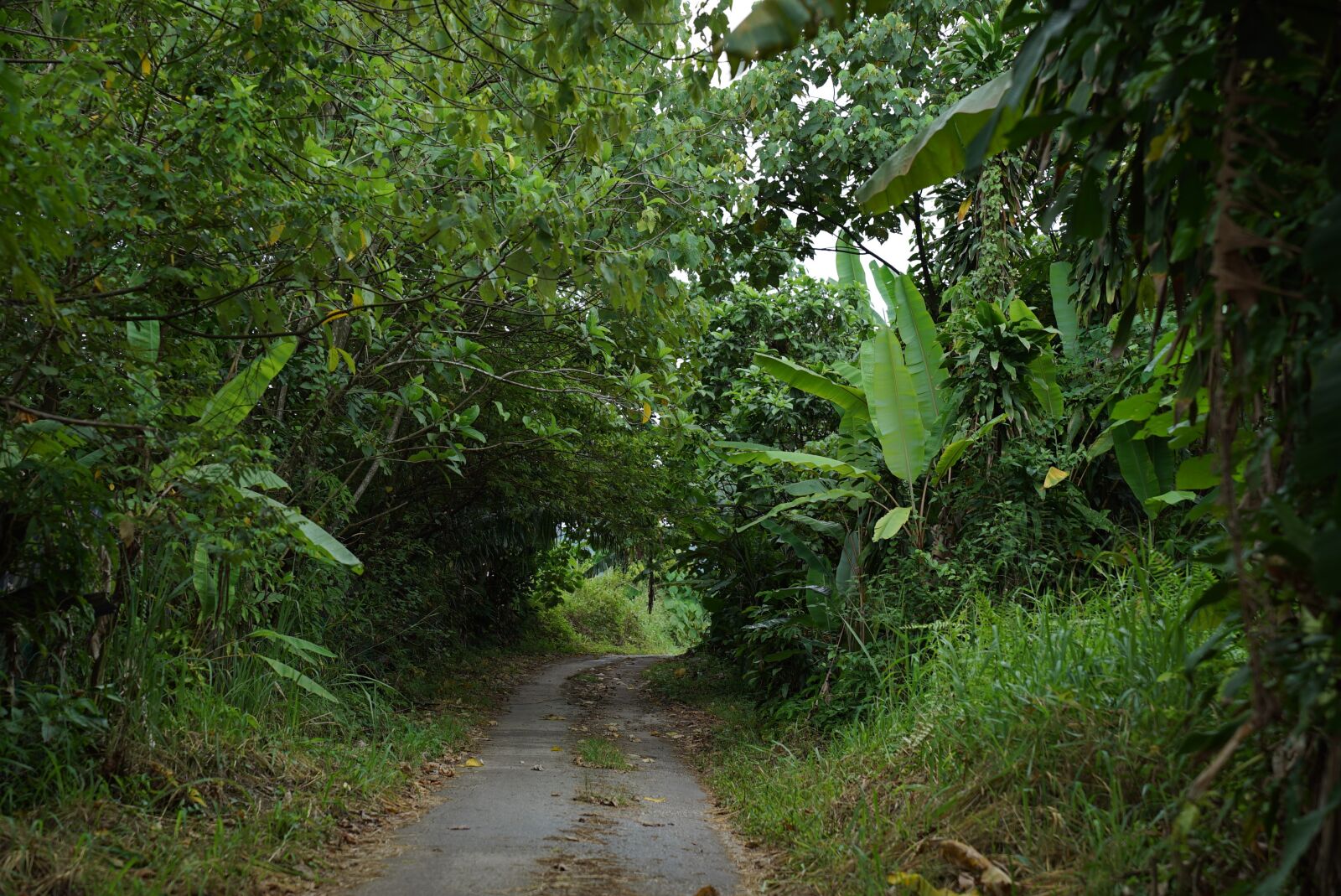 Sony a7S + Sony FE 24-70mm F2.8 GM sample photo. Country road, tropics, green photography