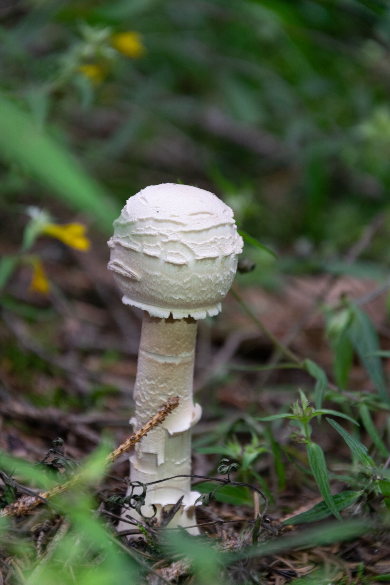 Nikon D3300 sample photo. Mushroom, forest, autumn photography