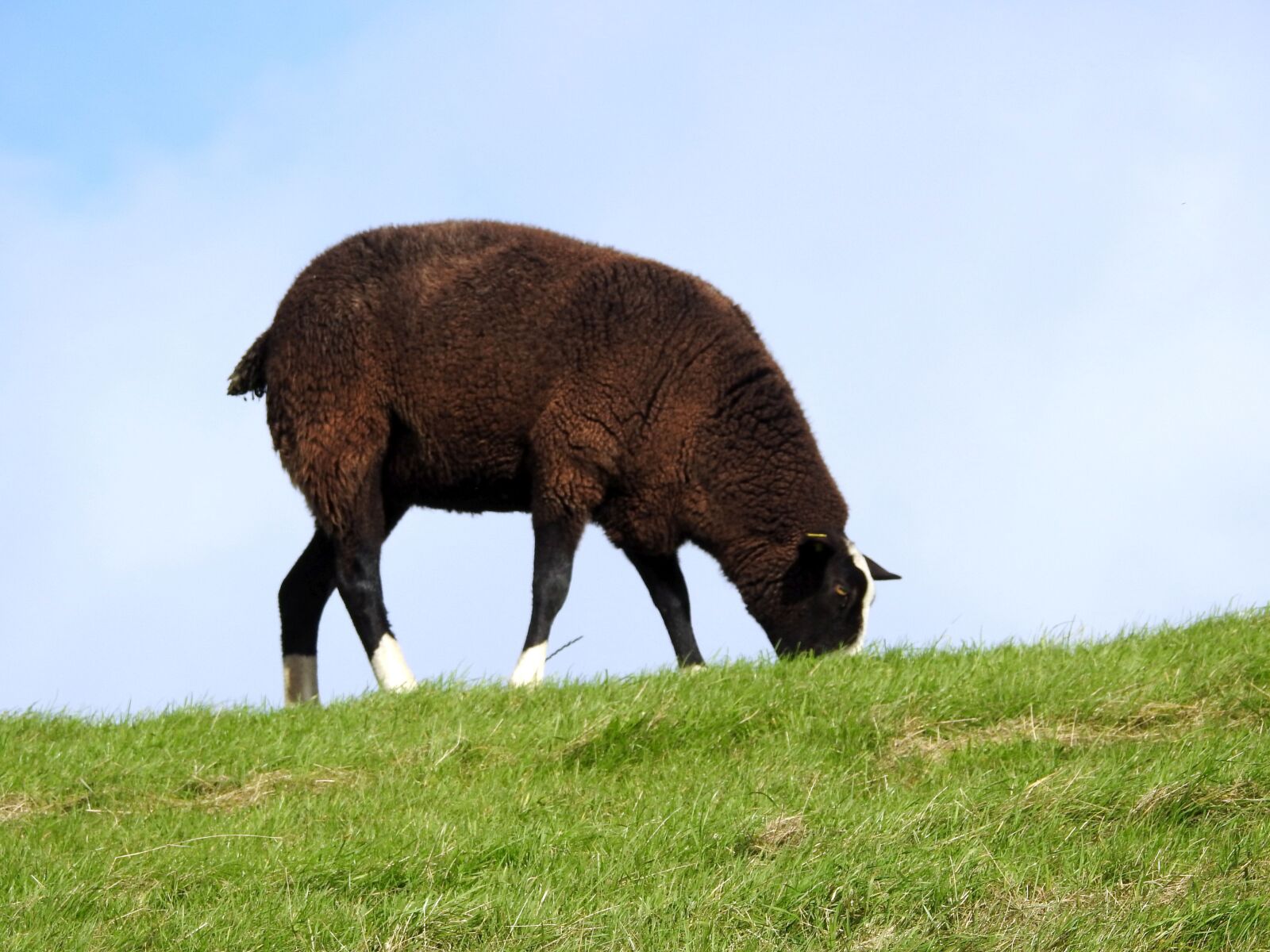 Nikon Coolpix P900 sample photo. Sheep, black sheep, livestock photography