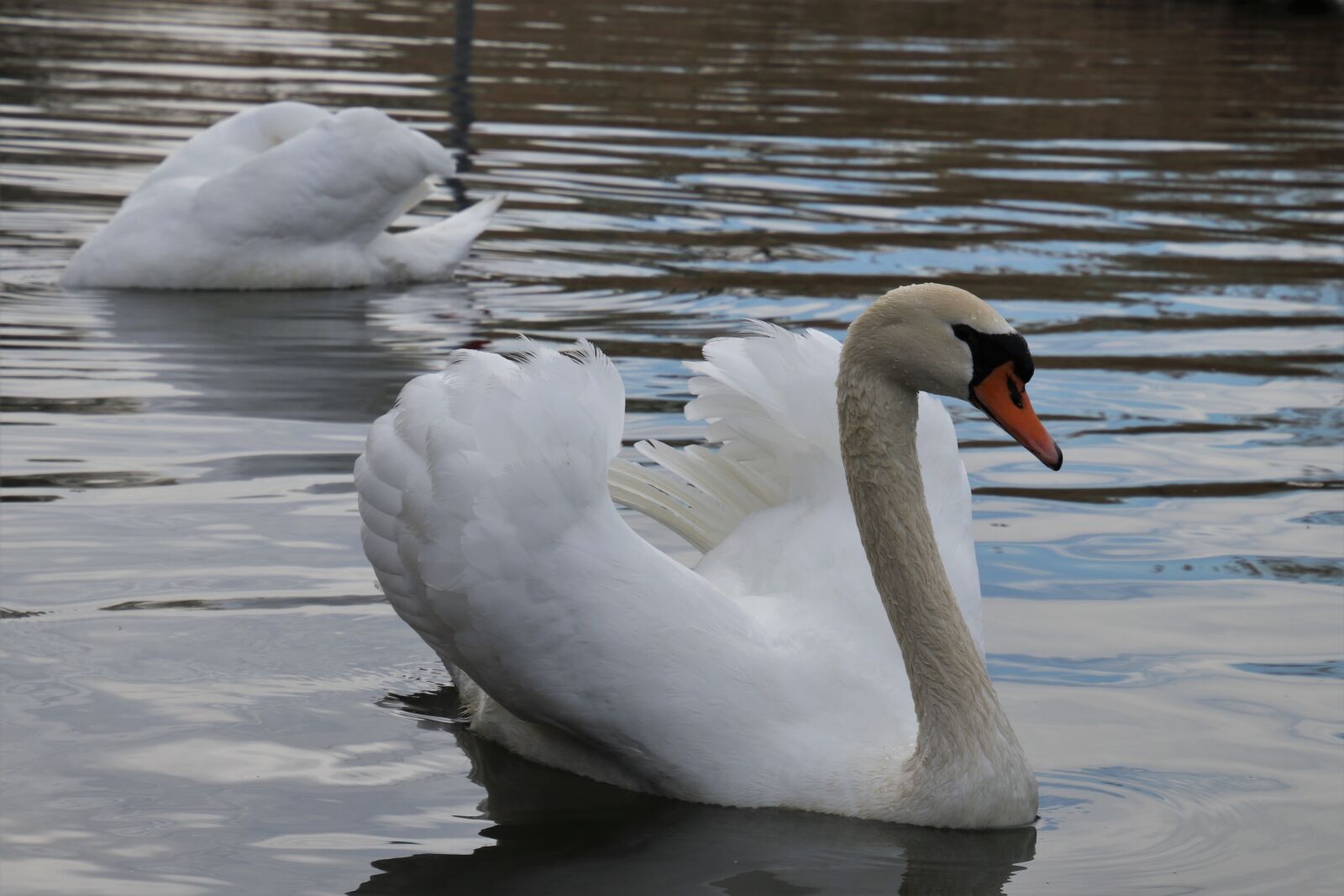 Canon EOS 80D sample photo. Water surface, para, swans photography