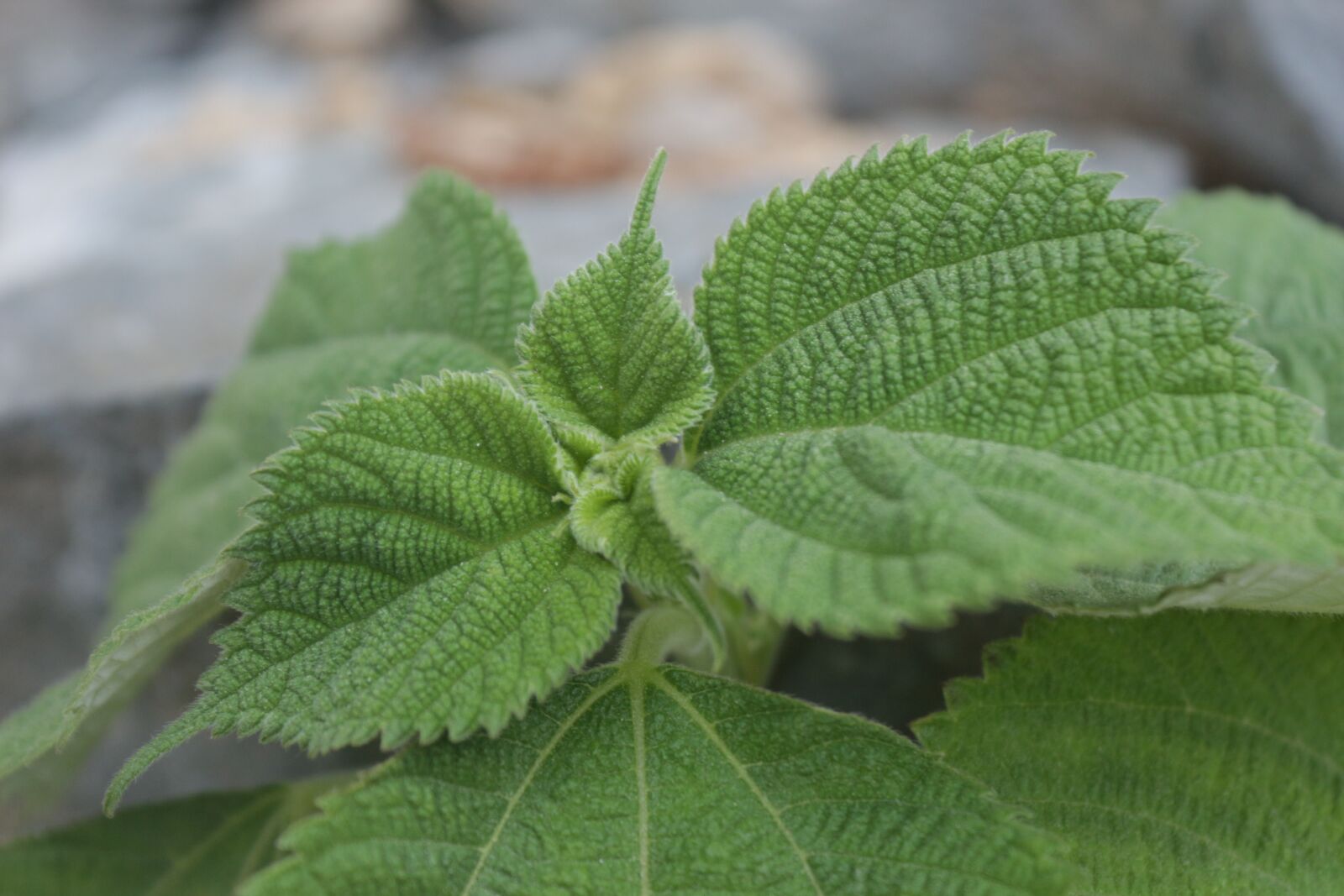 Canon EOS 650D (EOS Rebel T4i / EOS Kiss X6i) sample photo. Leaves, leaf, sesame photography