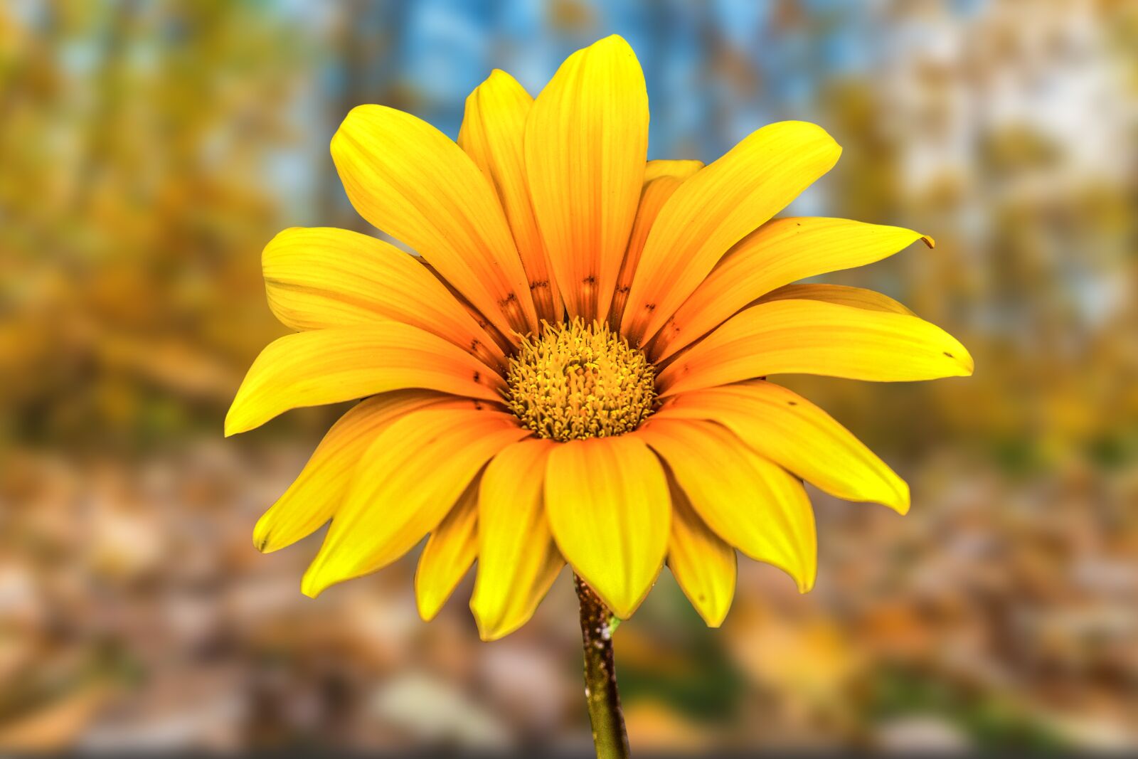 Nikon D3400 sample photo. Flower g rbel, beautiful photography