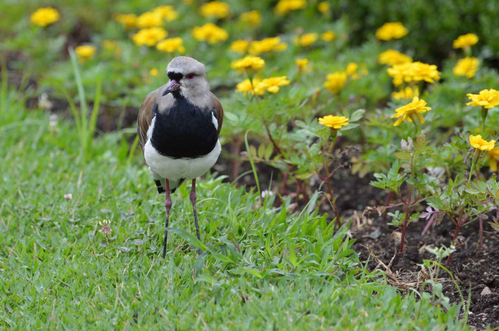 Nikon D3200 sample photo. Bird, animal, nature photography