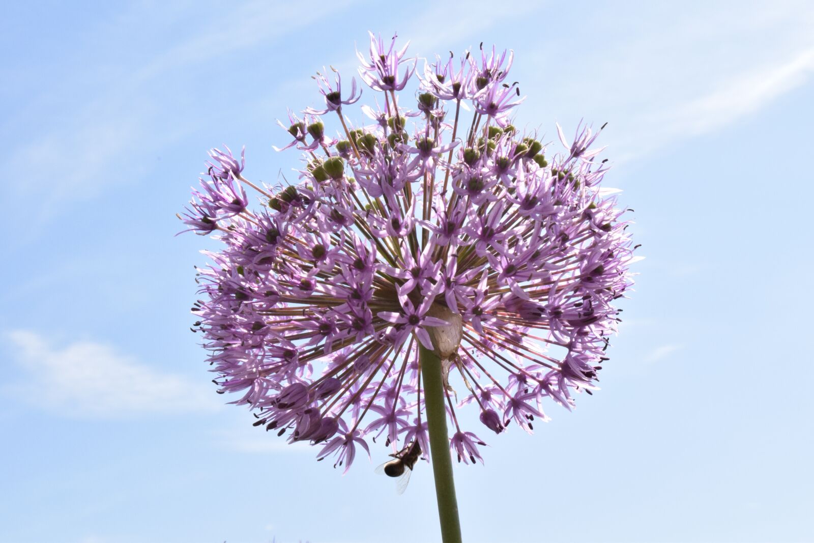 Nikon D3300 sample photo. Leek, ornamental onion, nature photography