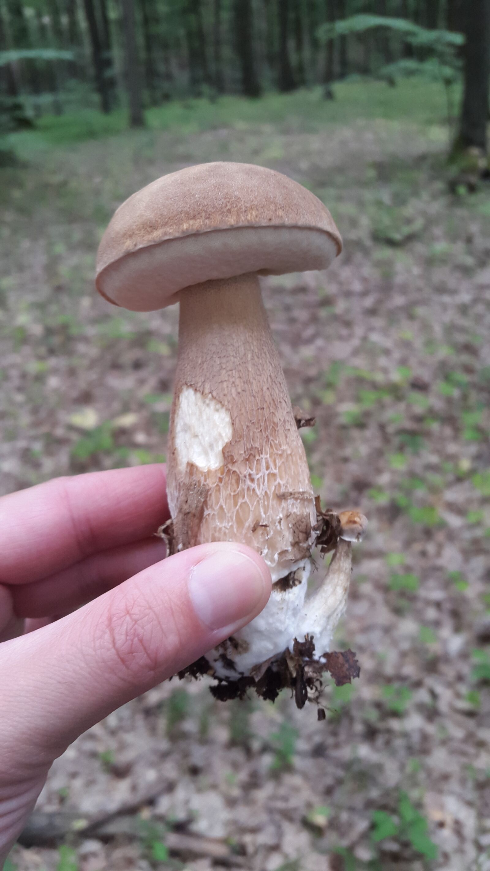 Samsung Galaxy S5 sample photo. Mushroom, forest, trees photography