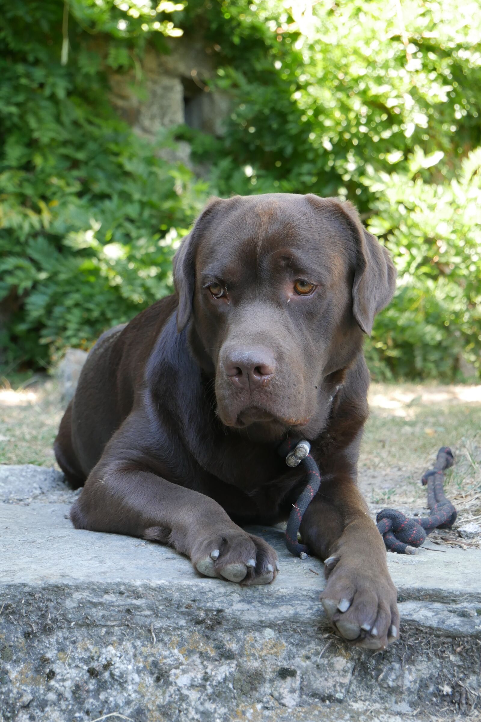 Panasonic DMC-G70 sample photo. Labrador, brown, dog photography