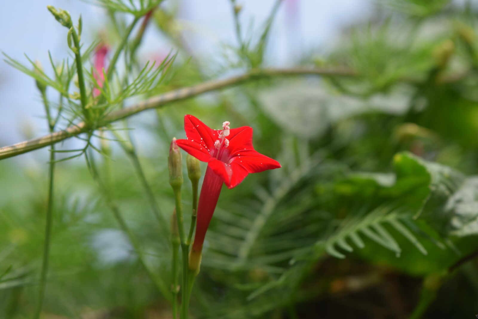 Nikon D3300 sample photo. Blossom, green, nature, red photography