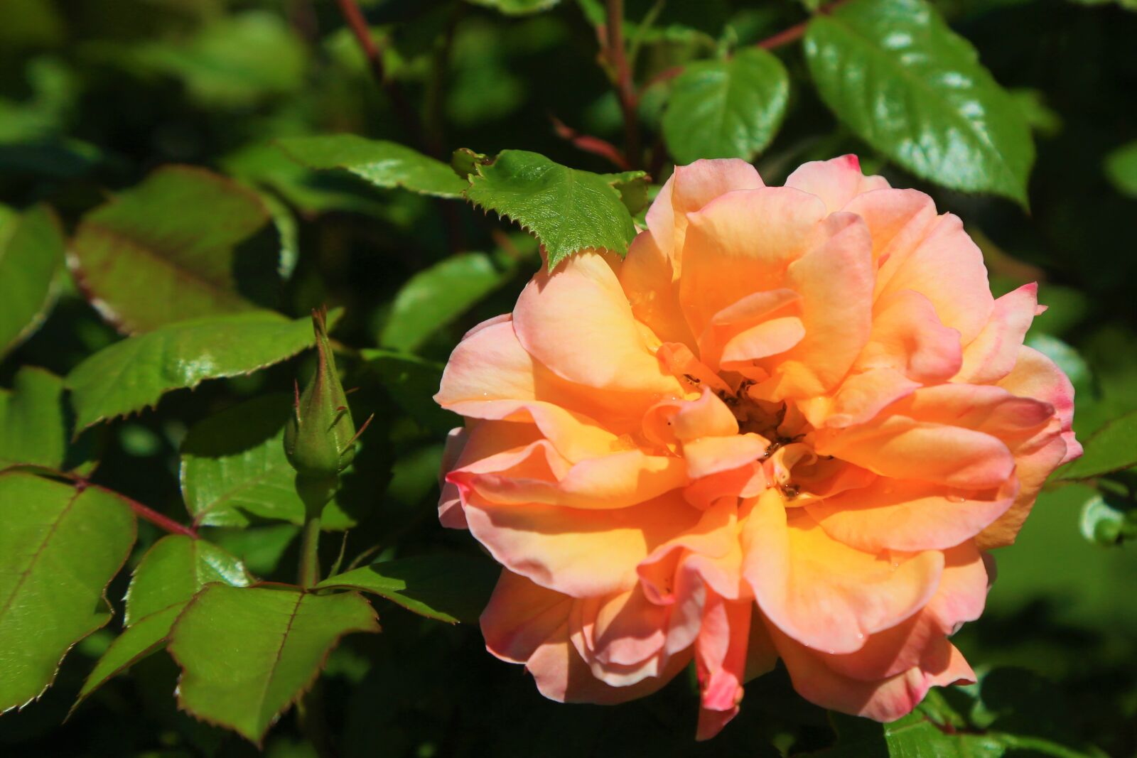 Canon EF 24-105mm F4L IS USM sample photo. Rose, spring, nature photography