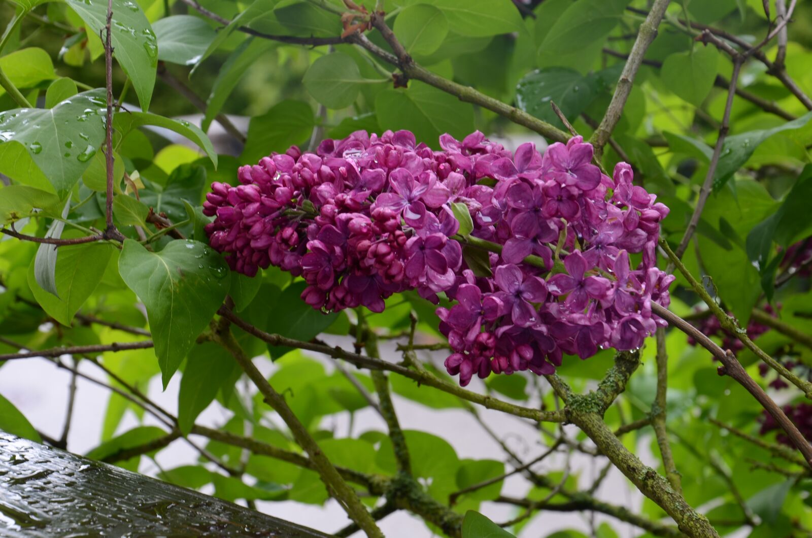 Nikon D7000 sample photo. Lilac, purple, blossom photography