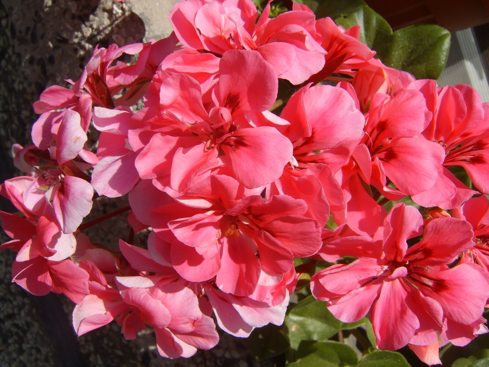 Samsung Digimax V6 / Kenox V6 sample photo. Pink flower, portulaca grandiflora photography
