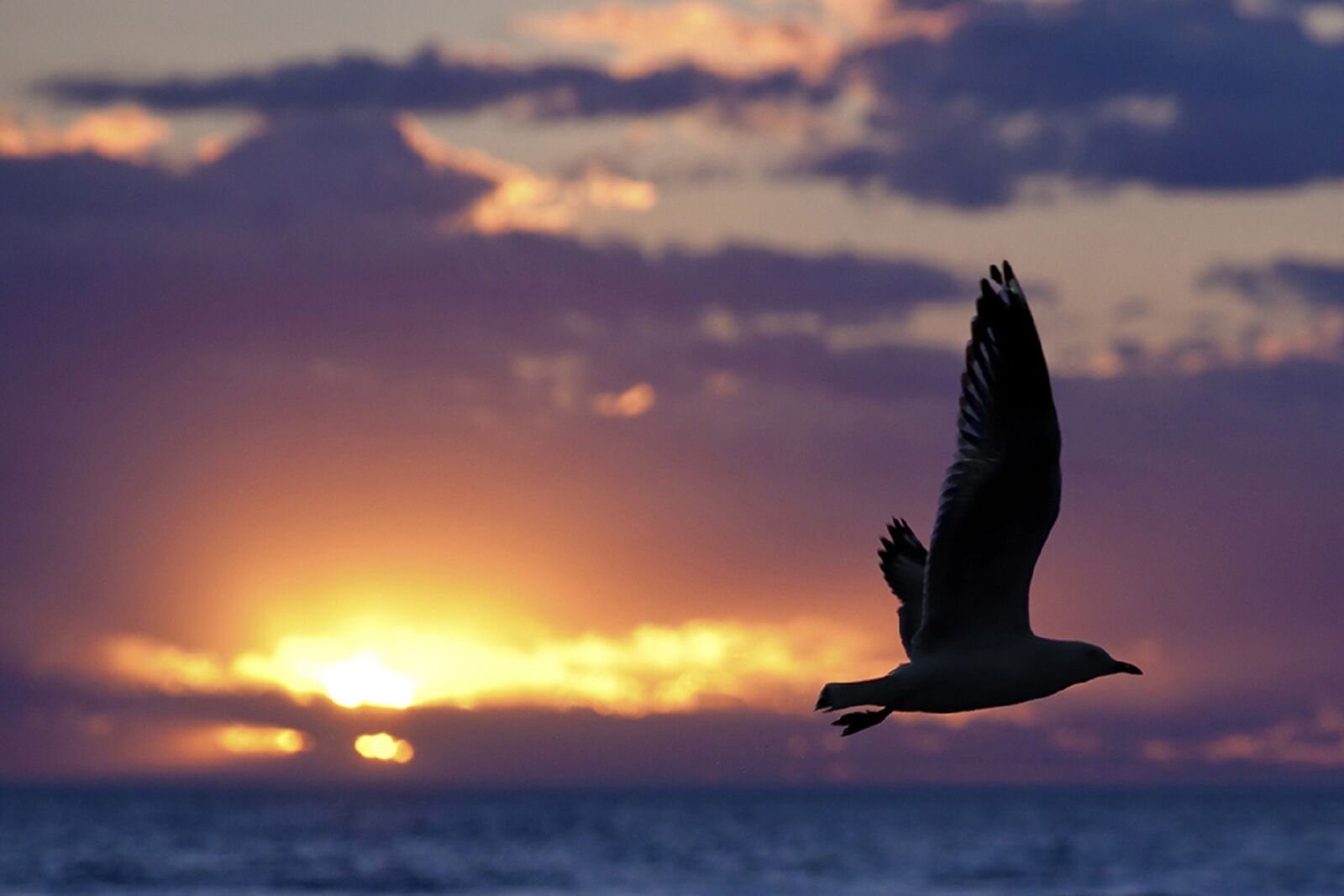 Canon EOS 5D Mark II sample photo. Seagull, silhouette, sunset photography