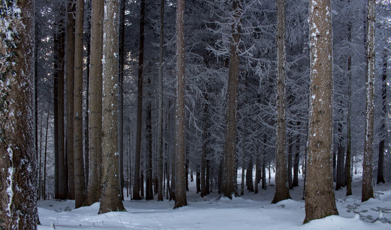 Canon EOS 700D (EOS Rebel T5i / EOS Kiss X7i) sample photo. Snow, winter, wood photography