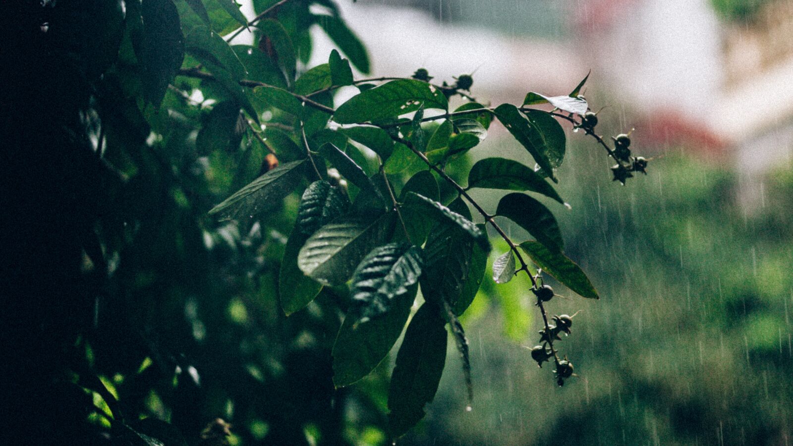 Canon EOS-1Ds Mark II sample photo. Leaves, rainny, rain photography