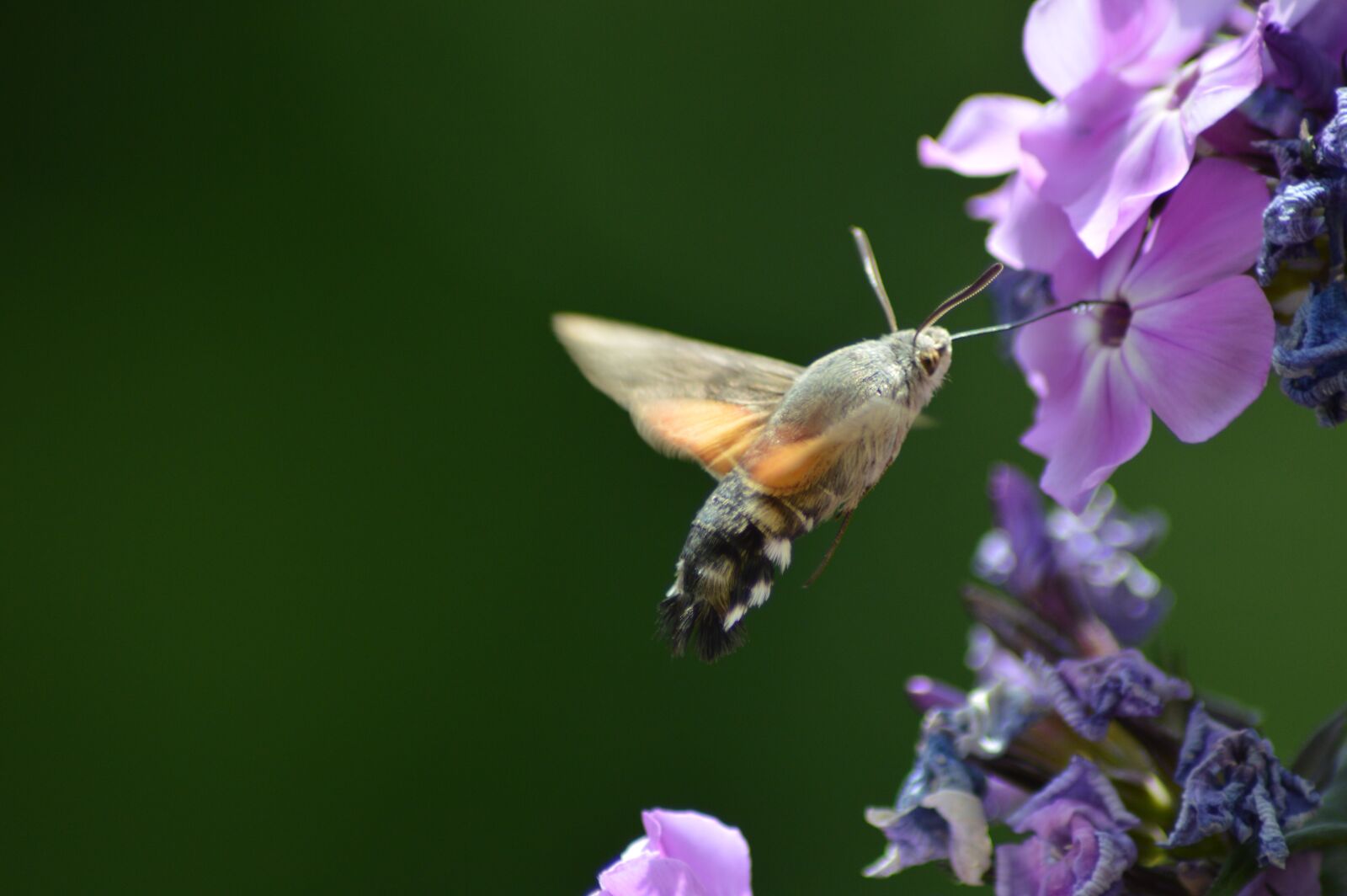 Nikon D3200 sample photo. Flower, butterfly, green photography