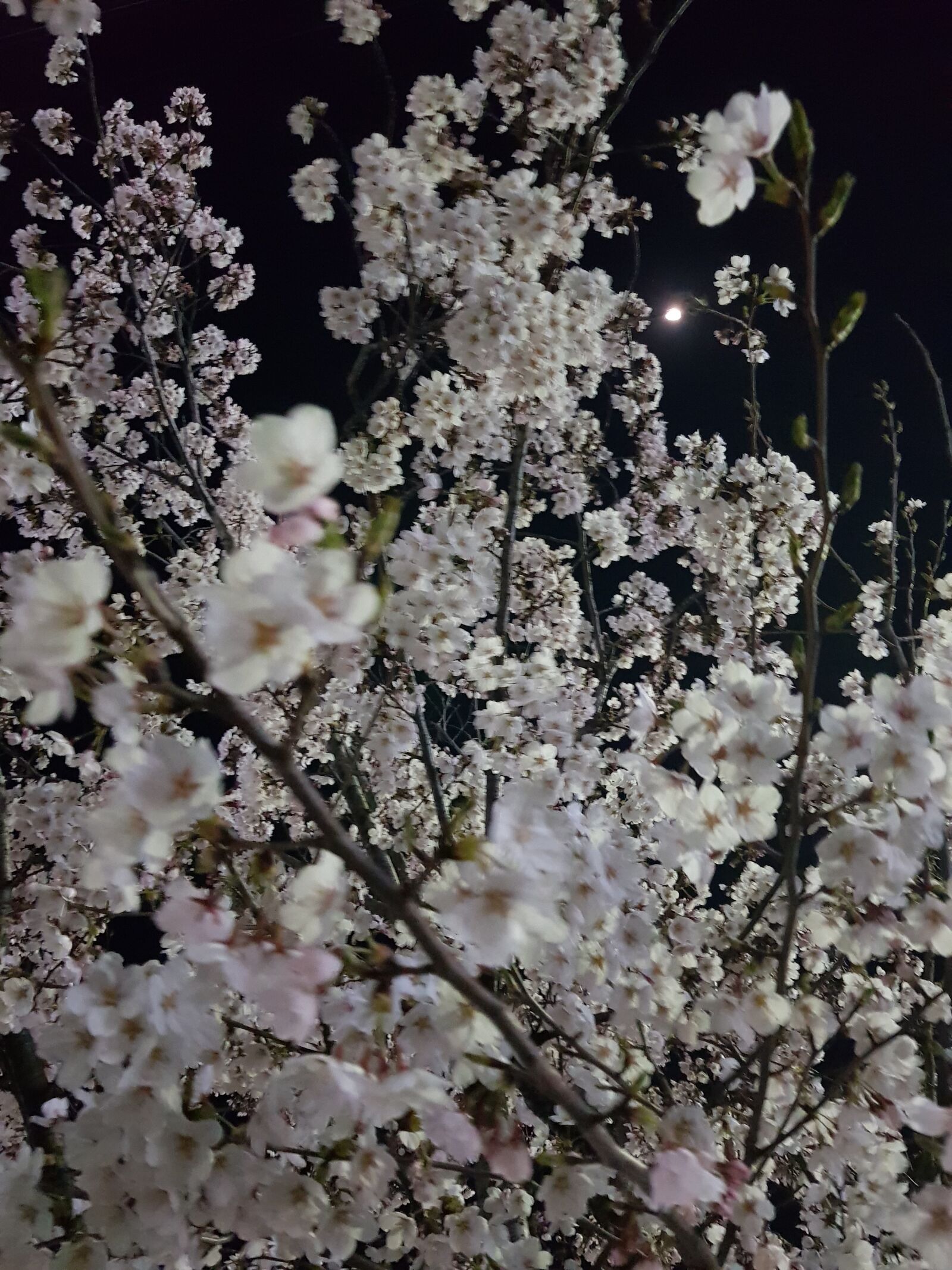 Samsung Galaxy S8+ sample photo. Night, beoc flowers, flowers photography