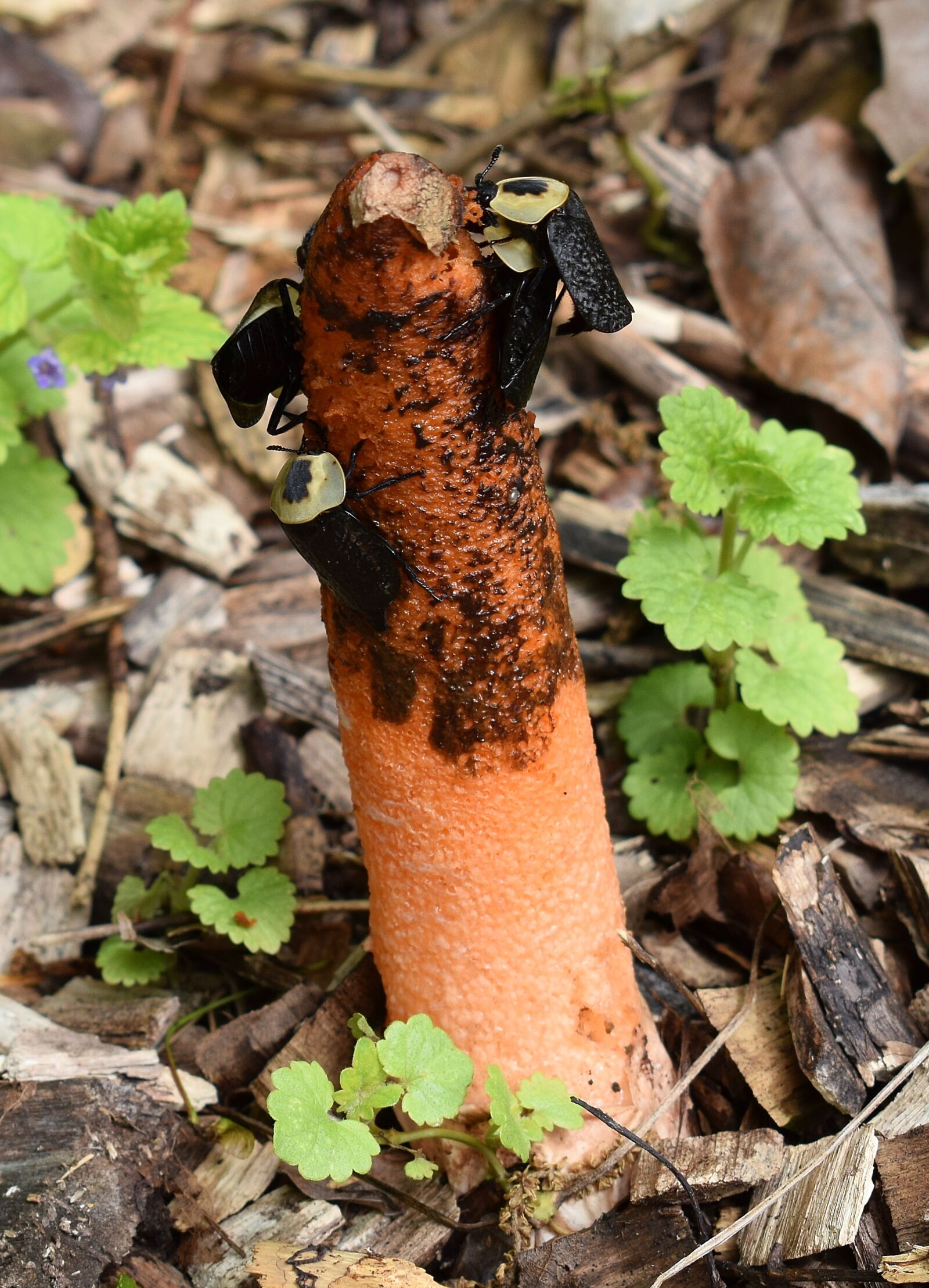 Nikon D3300 sample photo. Stinkhorn fungus, mutinus elegans photography