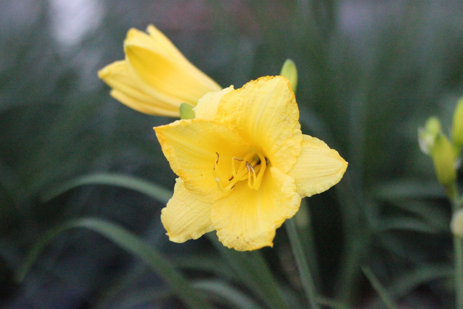 Canon EOS 600D (Rebel EOS T3i / EOS Kiss X5) + Canon EF 50mm F1.8 STM sample photo. Flower, summer flower, wild photography