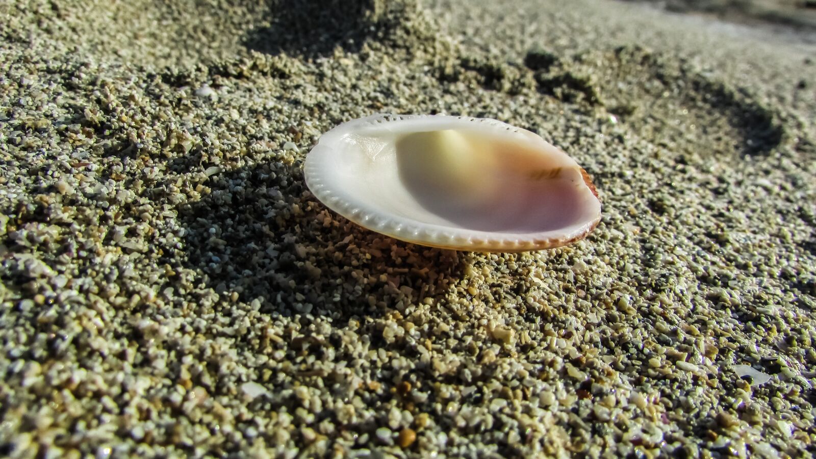 Canon PowerShot SX400 IS sample photo. Shell, sand, beach sand photography