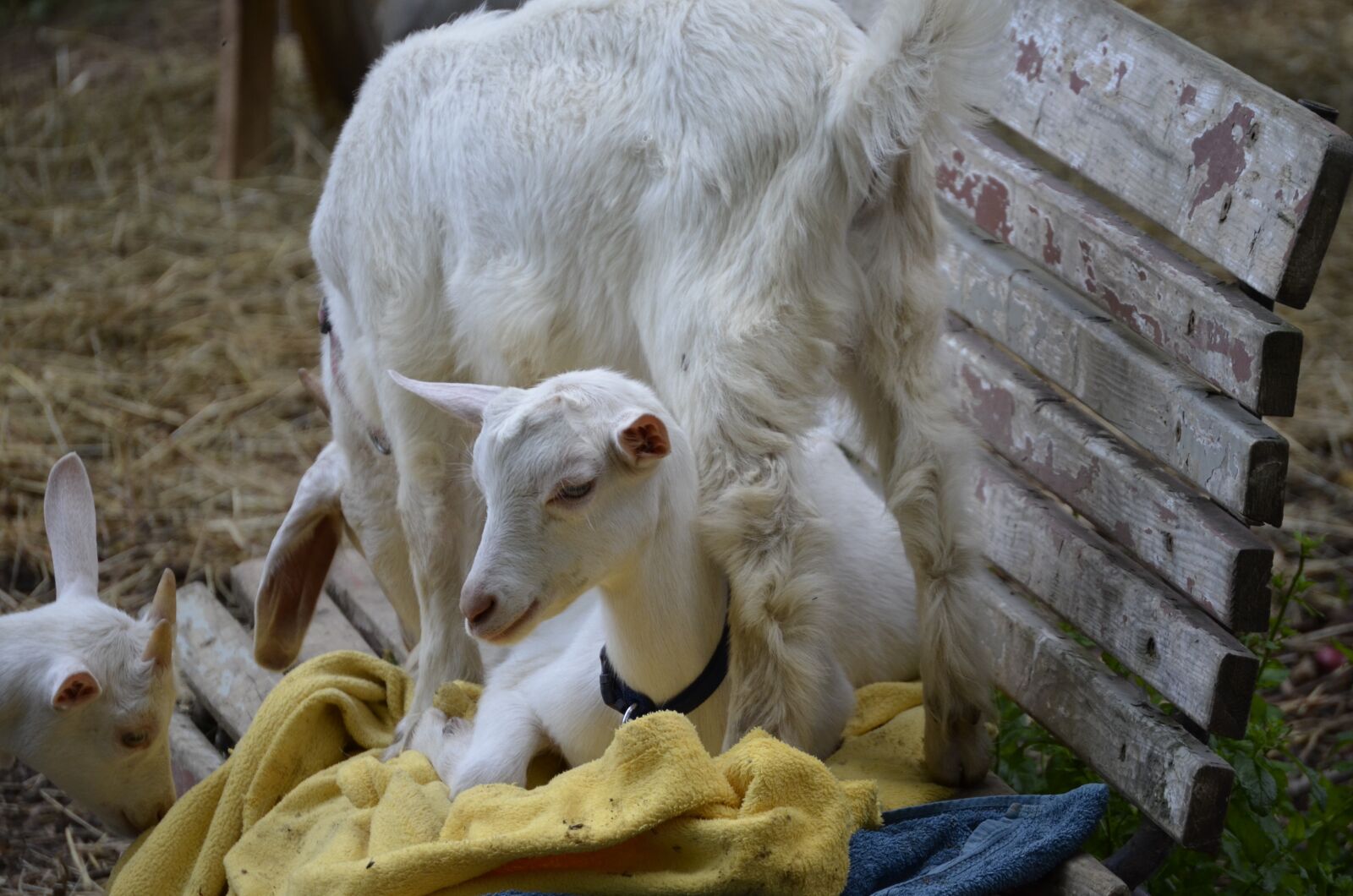 Nikon D5100 sample photo. Goat, kitz, cute photography