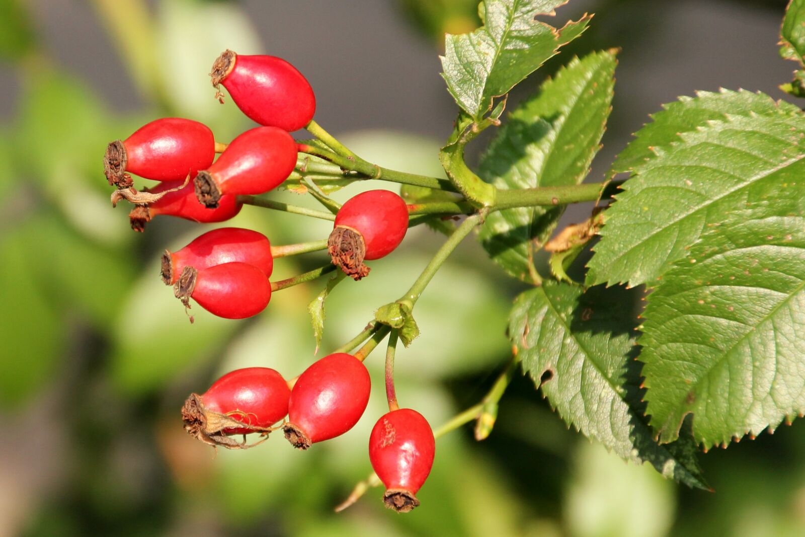 Canon EOS 1100D (EOS Rebel T3 / EOS Kiss X50) sample photo. Rose hip, red, wild photography