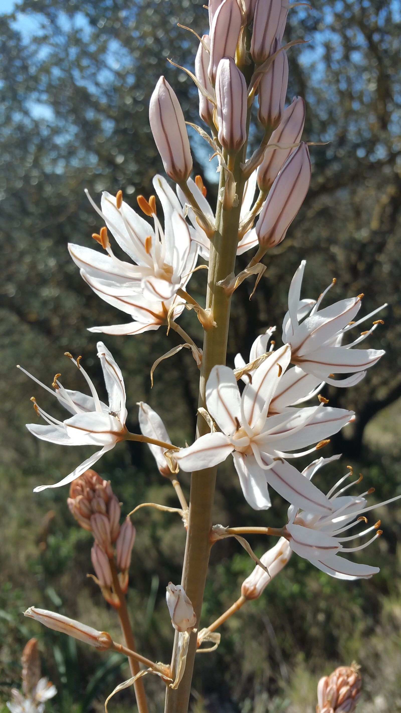 Samsung Galaxy Note4 sample photo. Flower, nature, spring photography