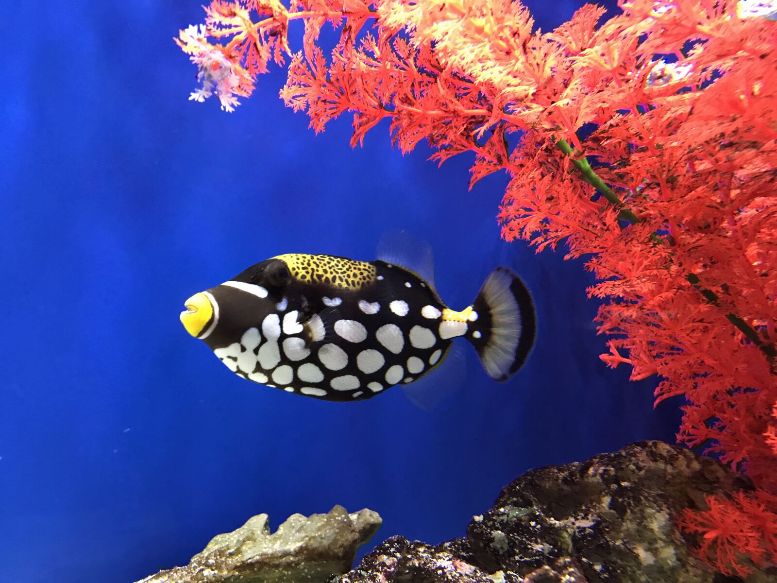 iPhone 7 Plus back dual camera 3.99mm f/1.8 sample photo. Fish, tropical, black photography
