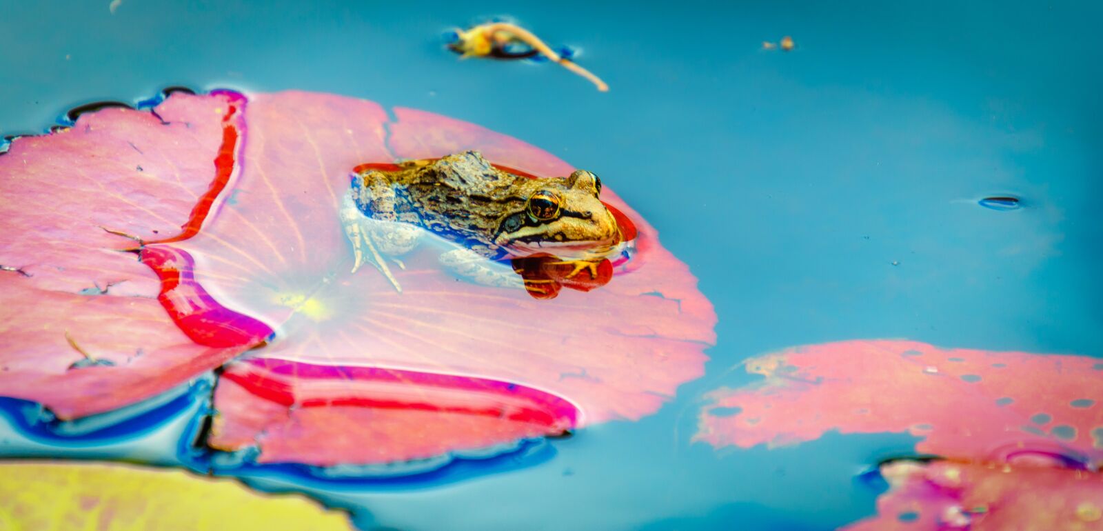 Nikon D7000 sample photo. Frog, rock, water photography