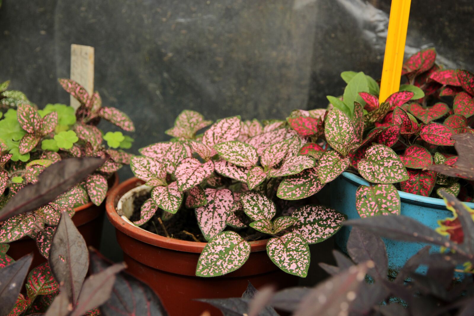 Canon EOS 650D (EOS Rebel T4i / EOS Kiss X6i) sample photo. Gipoestes, hypoestes, plant photography