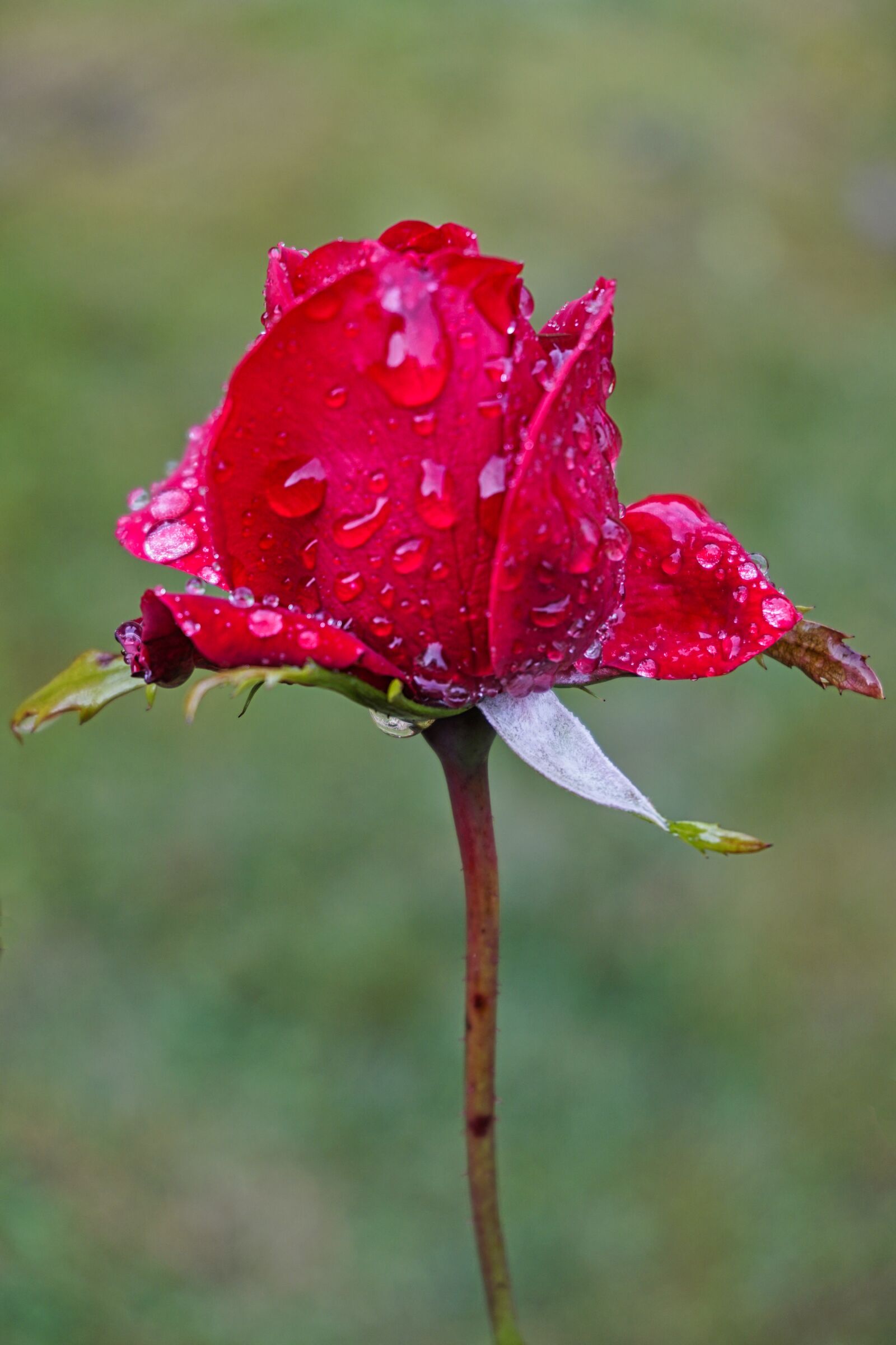 Sony a6500 sample photo. Rose, flower, petal photography