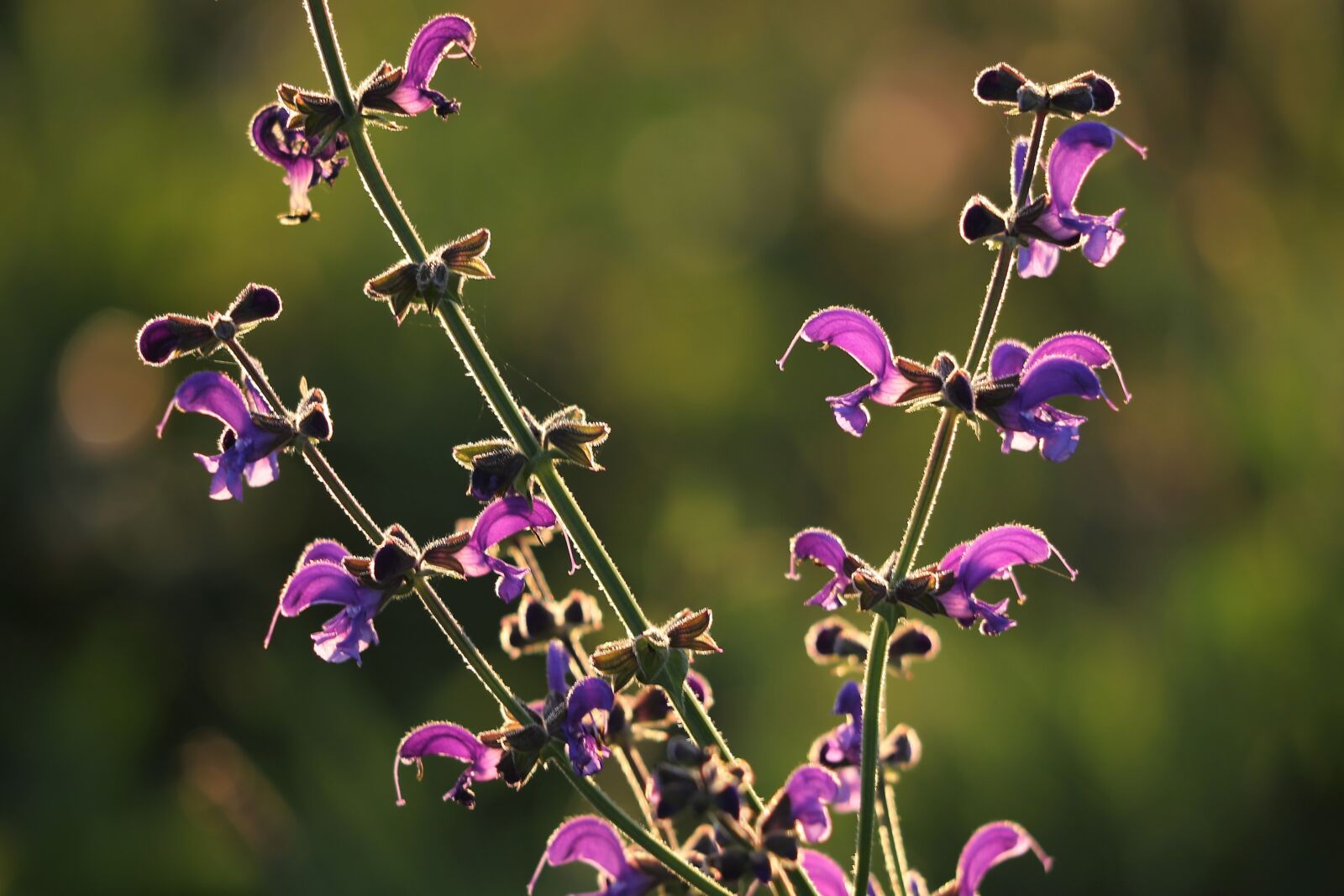 Canon EOS 6D sample photo. Meadow sage, plant, violet photography
