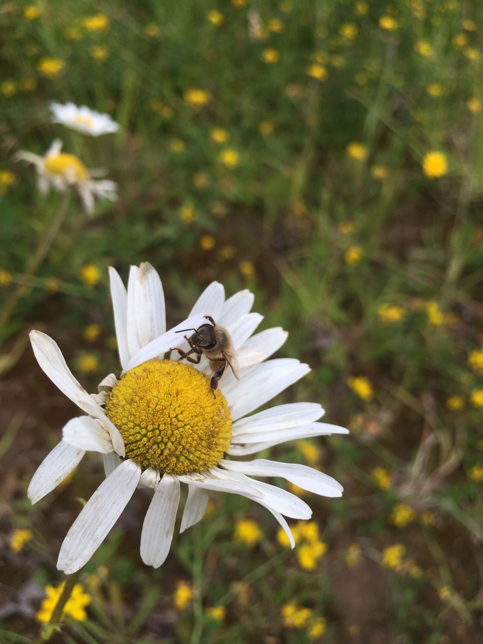 Apple iPhone SE (1st generation) sample photo. Bee, daisy, flower photography
