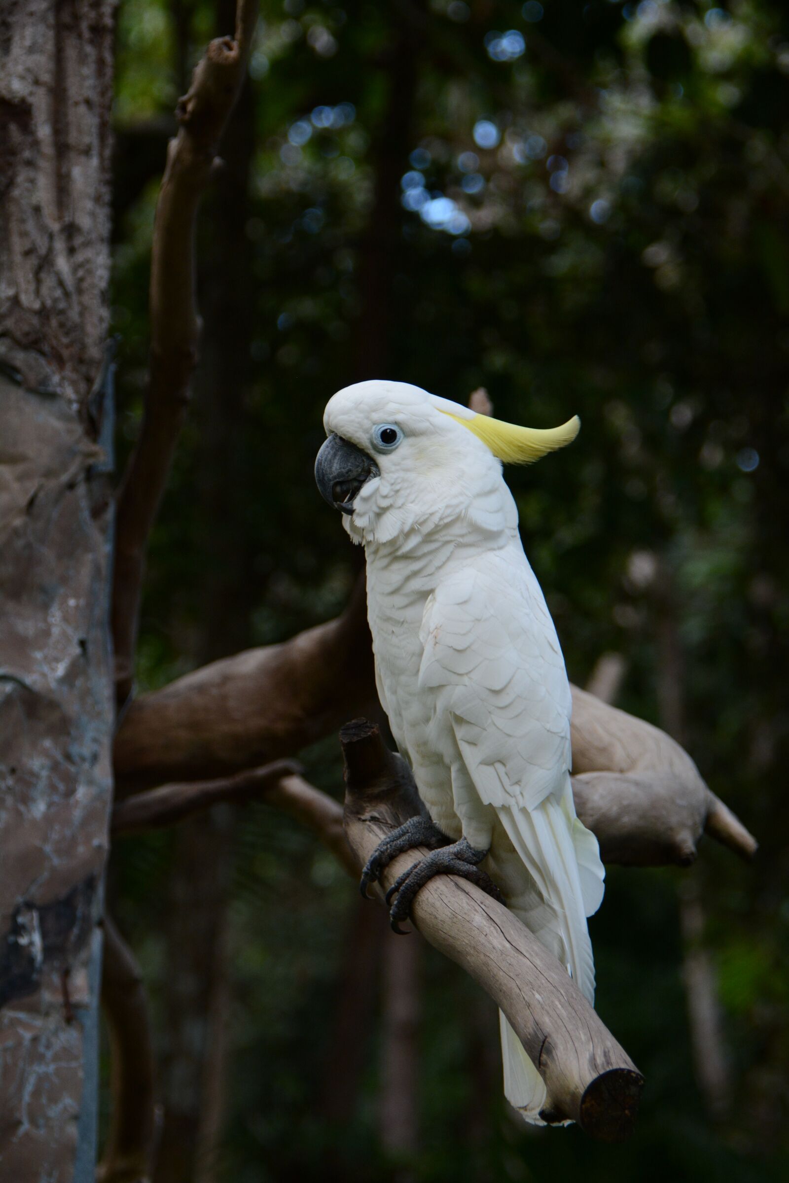 Nikon D7100 sample photo. Parrots macaws, zoo forums photography