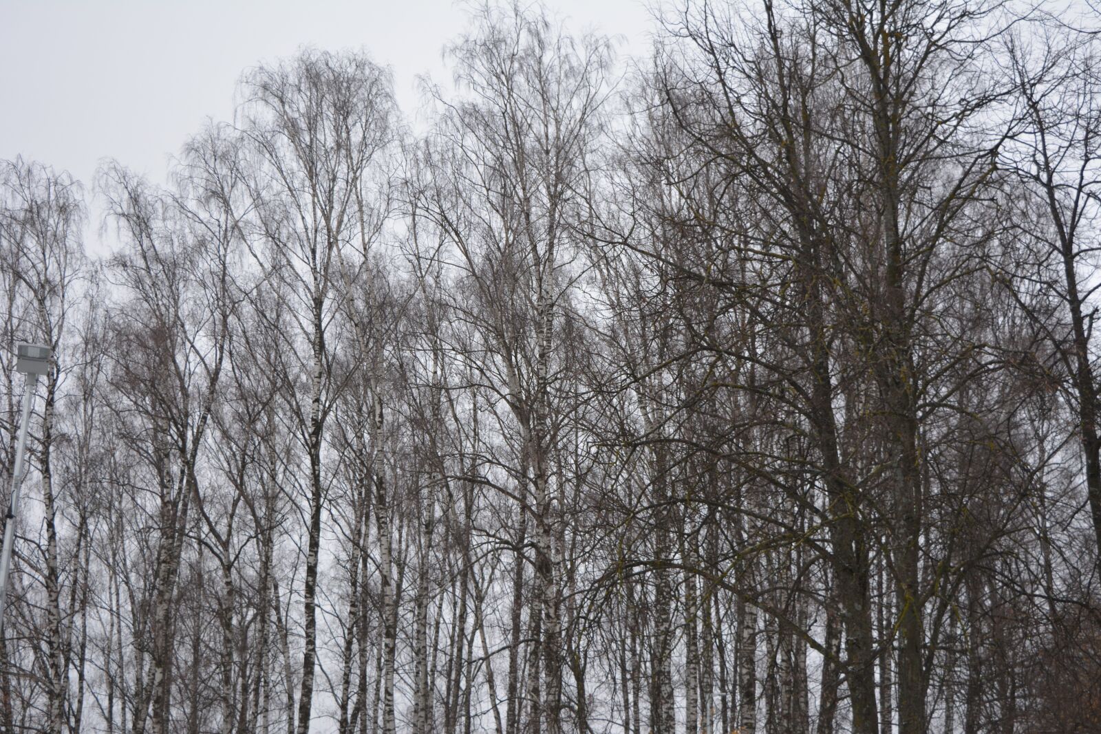 Nikon D5200 sample photo. Trees, trees in winter photography