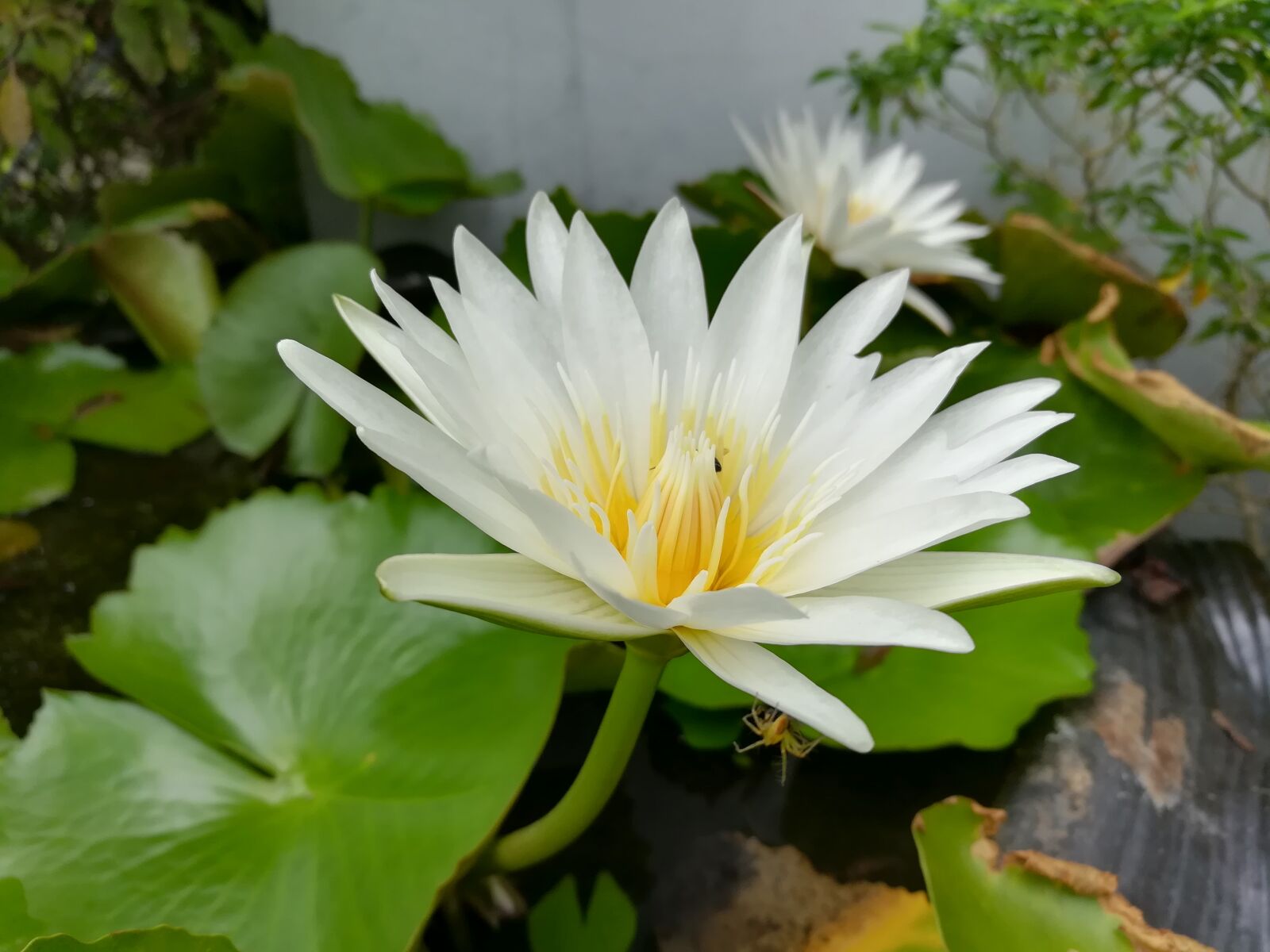 HUAWEI GR5 2017 sample photo. Lotus, lotus basin, white photography