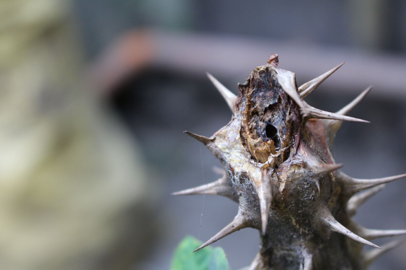 Canon EOS 700D (EOS Rebel T5i / EOS Kiss X7i) sample photo. Cactus, warm, photo photography