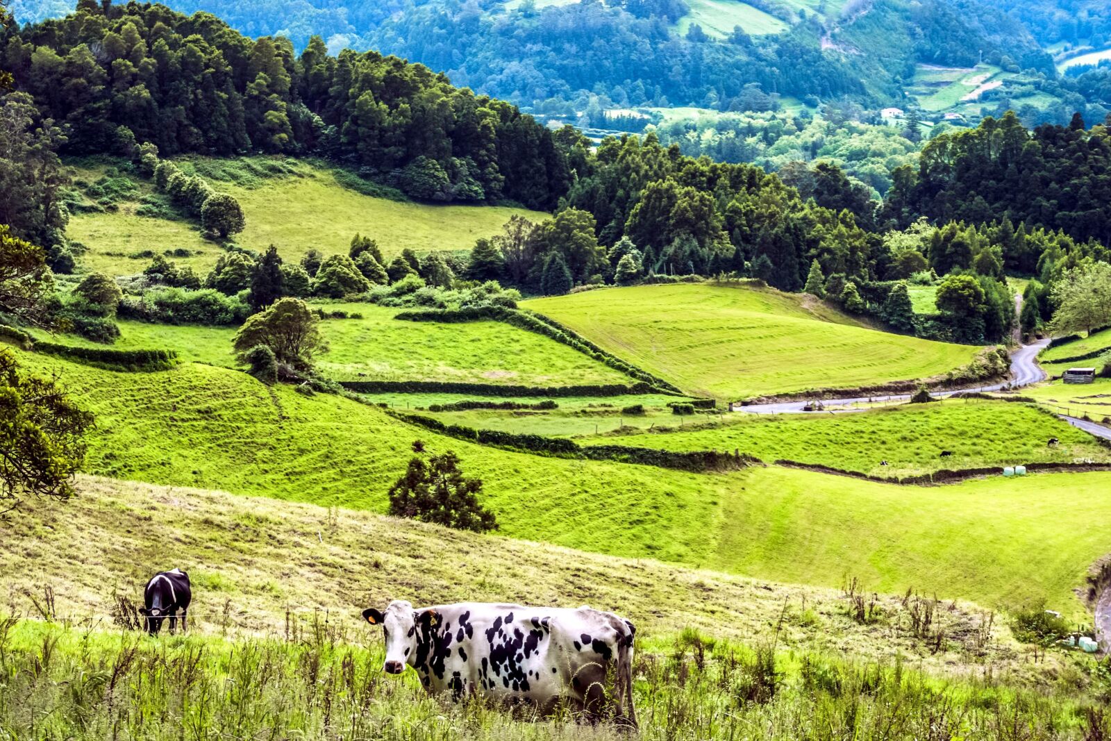 Sony a6000 sample photo. Cows, summer, travel, tree photography