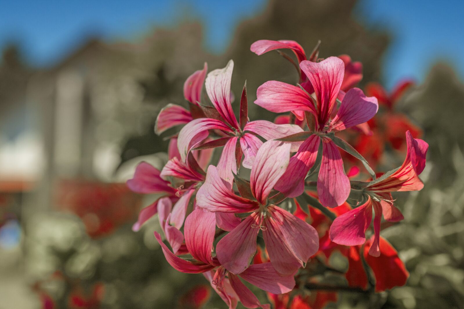 Nikon D5200 sample photo. Nature, flowers, plant photography
