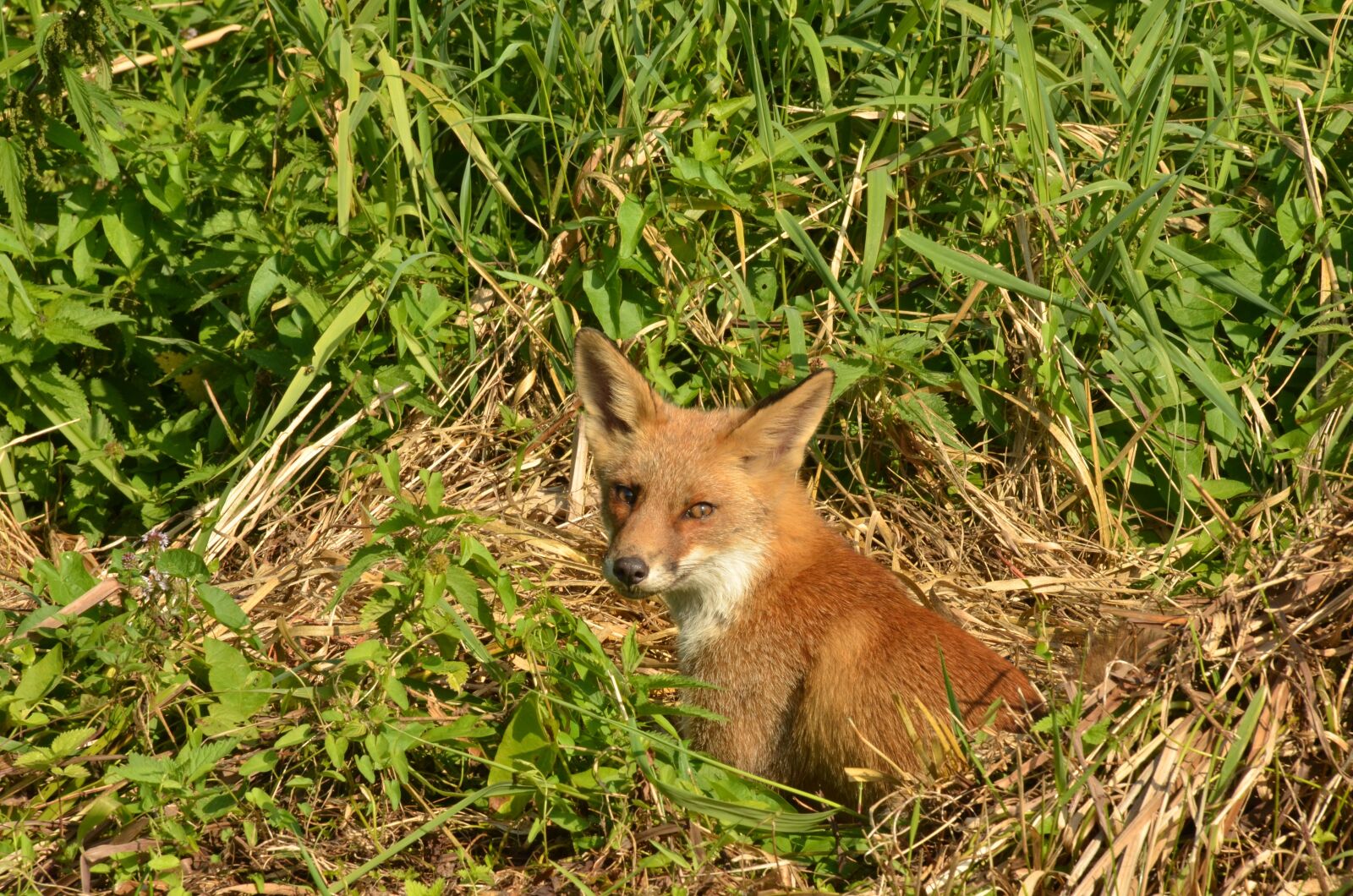Nikon D7000 sample photo. Fox, predator, mammal photography