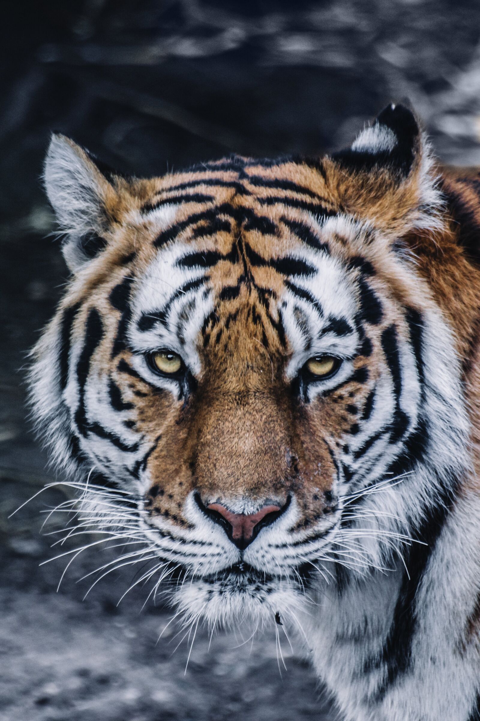 Canon EOS 70D sample photo. Animal, big cat, close-up photography