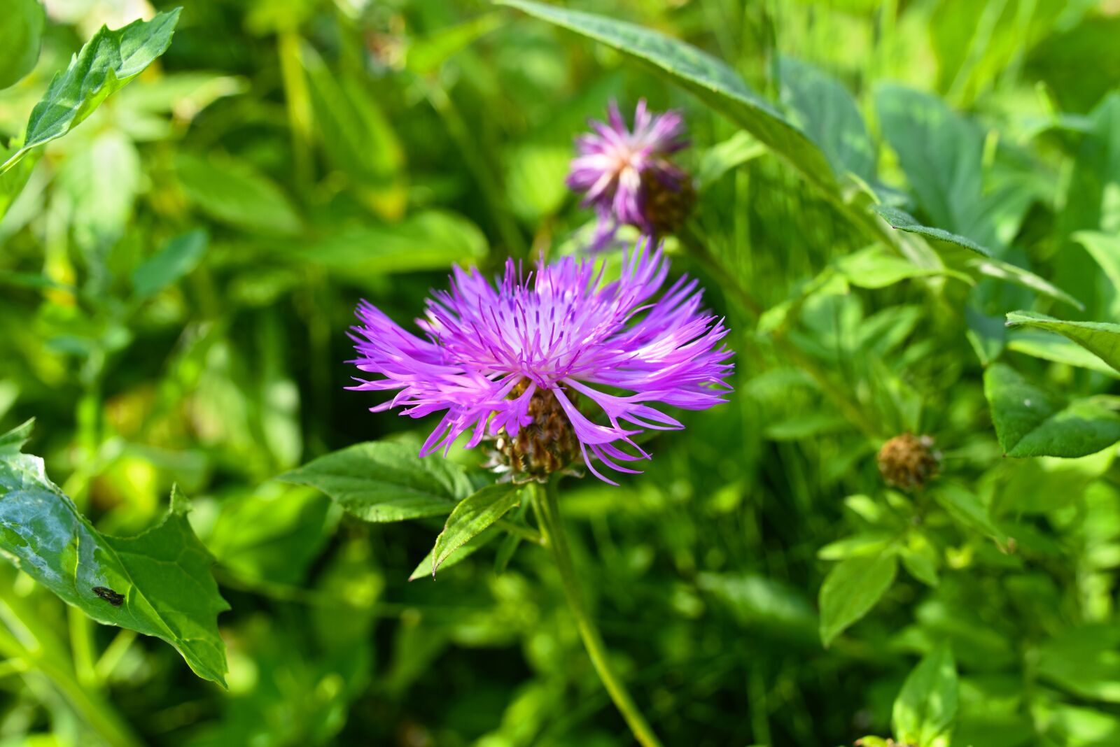 Nikon D750 sample photo. Greater knapweed, plant, flower photography